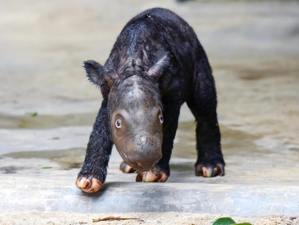 Rinocerontes de Sumatra nacen en Indonesia