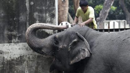 Muerte de la elefante Mali