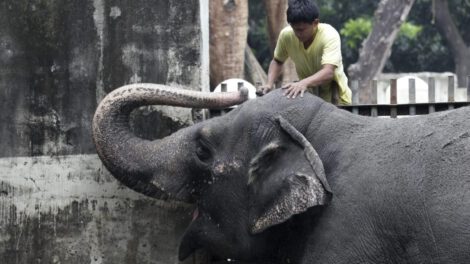 Muerte de la elefante Mali