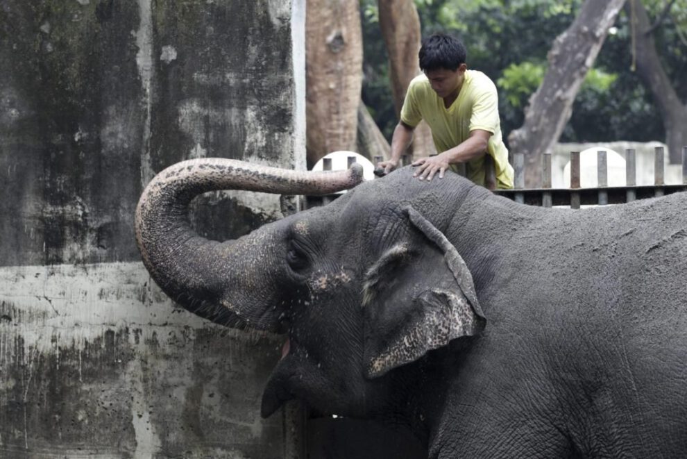 Muerte de la elefante Mali