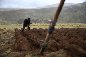 Cambio climático en la agricultura afecta a agricultores peruanos