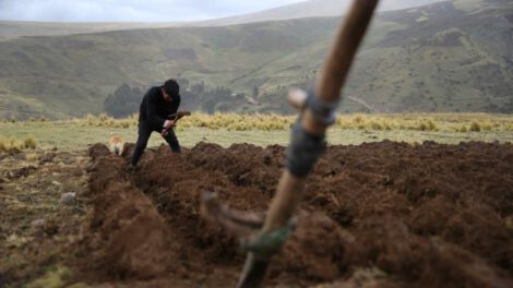 Cambio climático en la agricultura afecta a agricultores peruanos