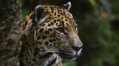 Detalle del rostro de un jaguar en el Parque de la Conservación