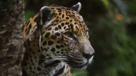 Detalle del rostro de un jaguar en el Parque de la Conservación