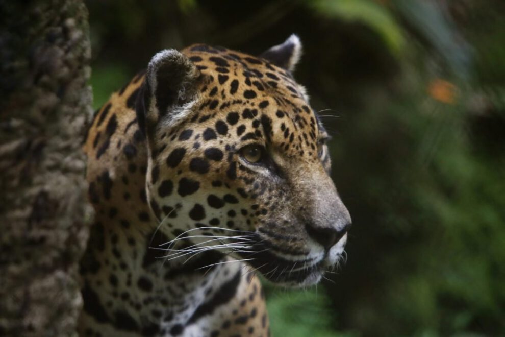 Detalle del rostro de un jaguar en el Parque de la Conservación