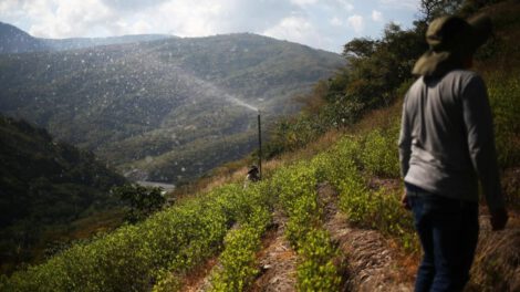 Clasificación de la hoja de coca en Bolivia