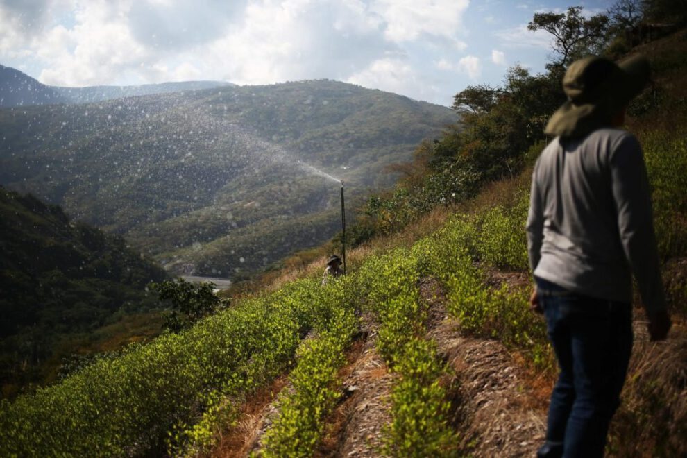 Clasificación de la hoja de coca en Bolivia