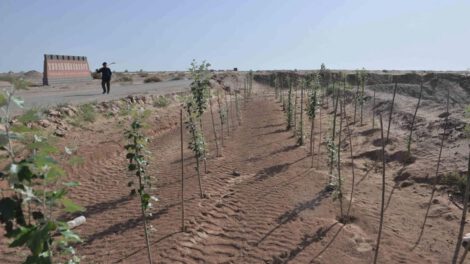 Crisis climática global y reforestación masiva