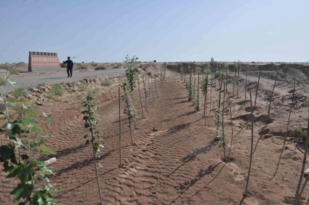 Crisis climática global y reforestación masiva