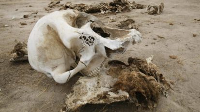 Sequía en Zimbabue causa la muerte de elefantes en el parque nacional de Hwange