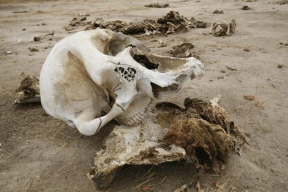 Sequía en Zimbabue causa la muerte de elefantes en el parque nacional de Hwange