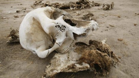 Sequía en Zimbabue causa la muerte de elefantes en el parque nacional de Hwange