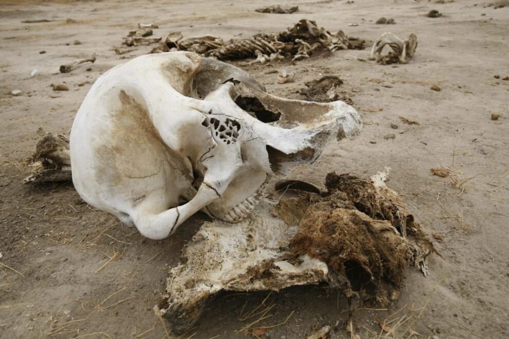 Sequía en Zimbabue causa la muerte de elefantes en el parque nacional de Hwange
