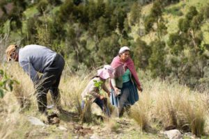 Reforestación en el Parque Nacional Tunari