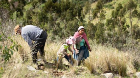 Reforestación en el Parque Nacional Tunari