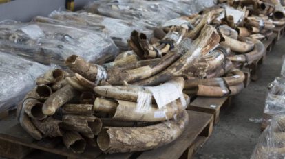 Tráfico ilegal de animales en extinción