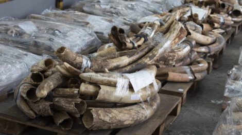 Tráfico ilegal de animales en extinción