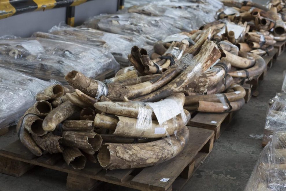 Tráfico ilegal de animales en extinción