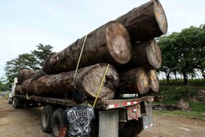 Comercio ilegal de madera es una actividad delictiva transnacional altamente lucrativa