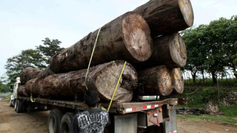 Comercio ilegal de madera es una actividad delictiva transnacional altamente lucrativa