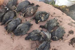 Derrame de aceite en el lago Titicaca causa devastadora muerte de aves silvestres