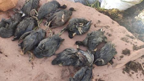 Derrame de aceite en el lago Titicaca causa devastadora muerte de aves silvestres