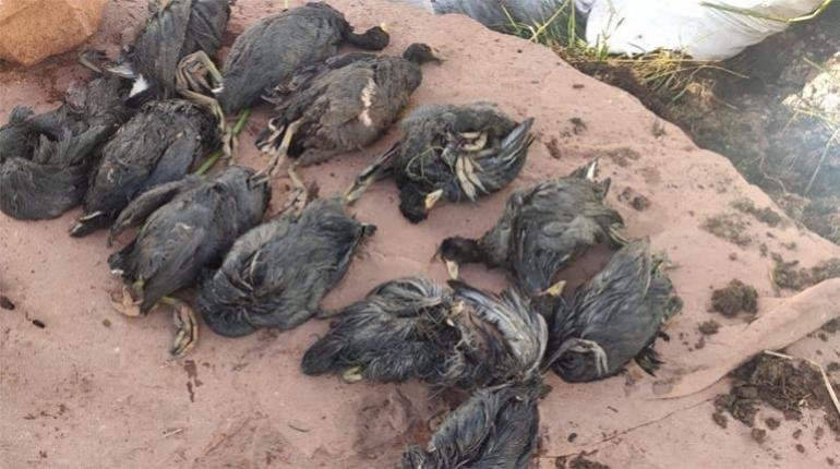 Derrame de aceite en el lago Titicaca causa devastadora muerte de aves silvestres