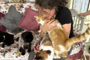 Rescate de animales en Ucrania por voluntarios