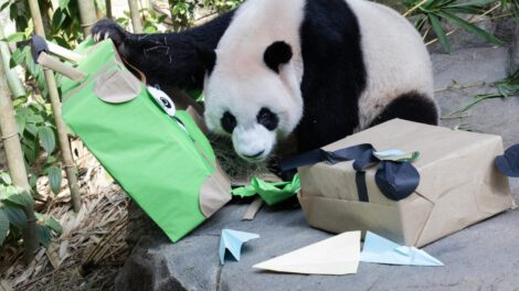 Le Le panda gigante regresa a China
