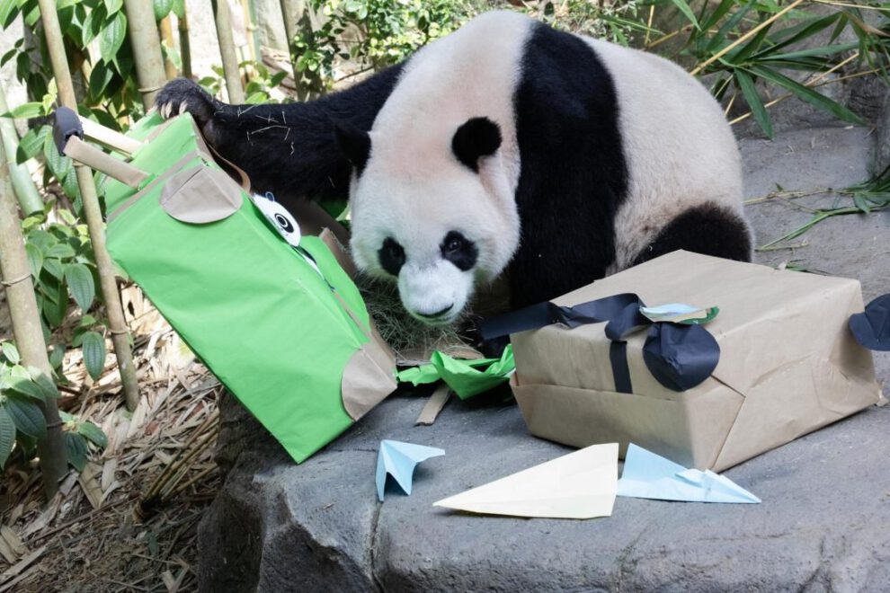 Le Le panda gigante regresa a China
