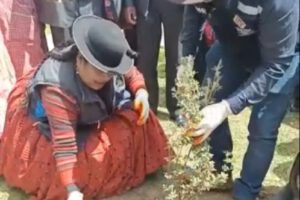 Forestación y reforestación en municipios de La Paz