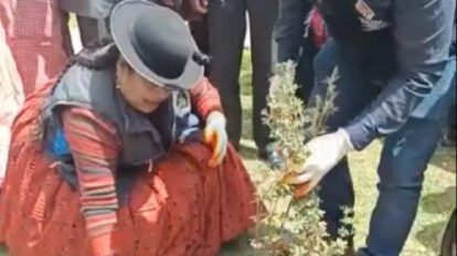 Forestación y reforestación en municipios de La Paz