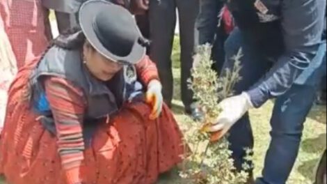 Forestación y reforestación en municipios de La Paz