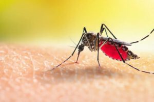 Epidemia de dengue en La Paz