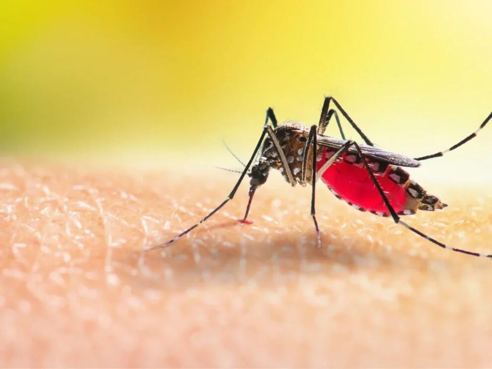 Epidemia de dengue en La Paz