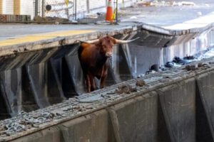 Toro interrumpe tráfico ferroviario en Newark