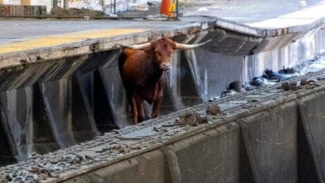 Toro interrumpe tráfico ferroviario en Newark