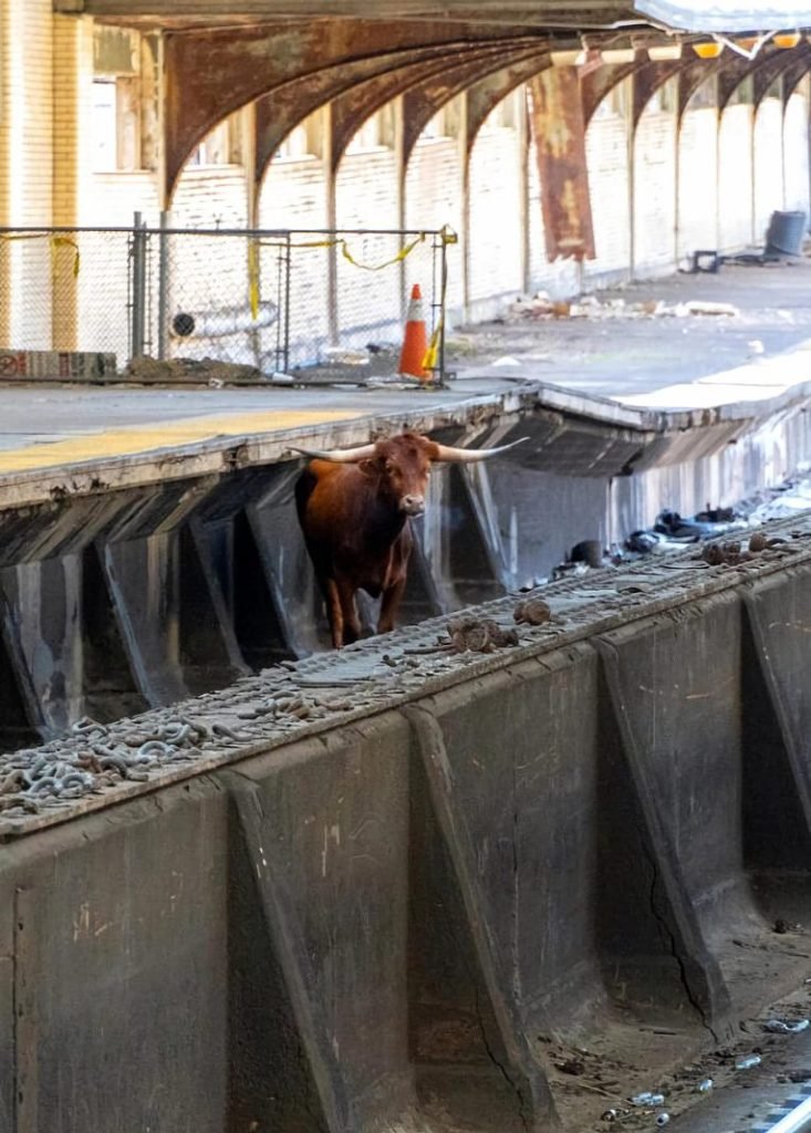 Toro interrumpe tráfico ferroviario en Newark
