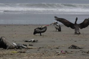 Influenza aviar en América Latina y el Caribe