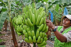 Exportaciones de banano a Argentina desde Cochabamba