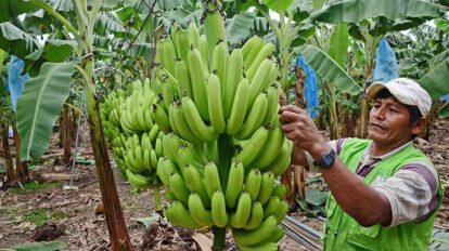 Exportaciones de banano a Argentina desde Cochabamba