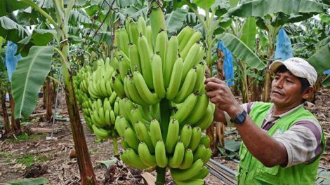 Exportaciones de banano a Argentina desde Cochabamba