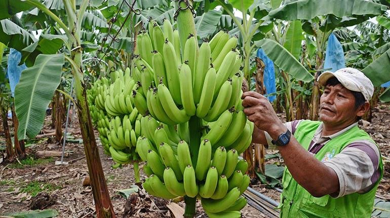 Exportaciones de banano a Argentina desde Cochabamba