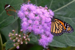 Biodiversidad de insectos en peligro según estudio