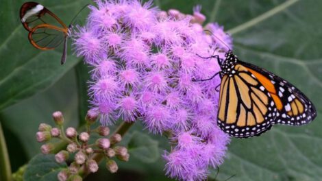 Biodiversidad de insectos en peligro según estudio