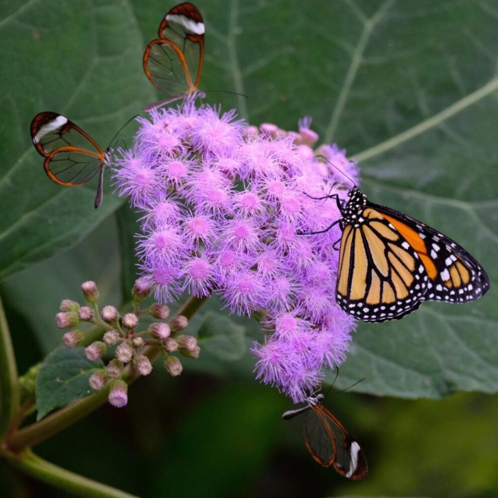 Biodiversidad de insectos en peligro según estudio