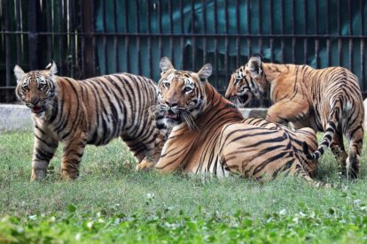 Cachorros de tigre en el zoológico de Nueva Delhi