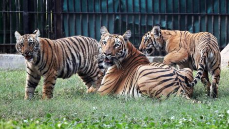 Cachorros de tigre en el zoológico de Nueva Delhi