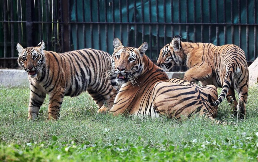 Cachorros de tigre en el zoológico de Nueva Delhi