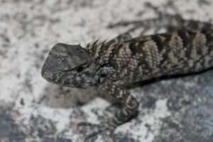 Iguana Calotes wangi descubierta en China